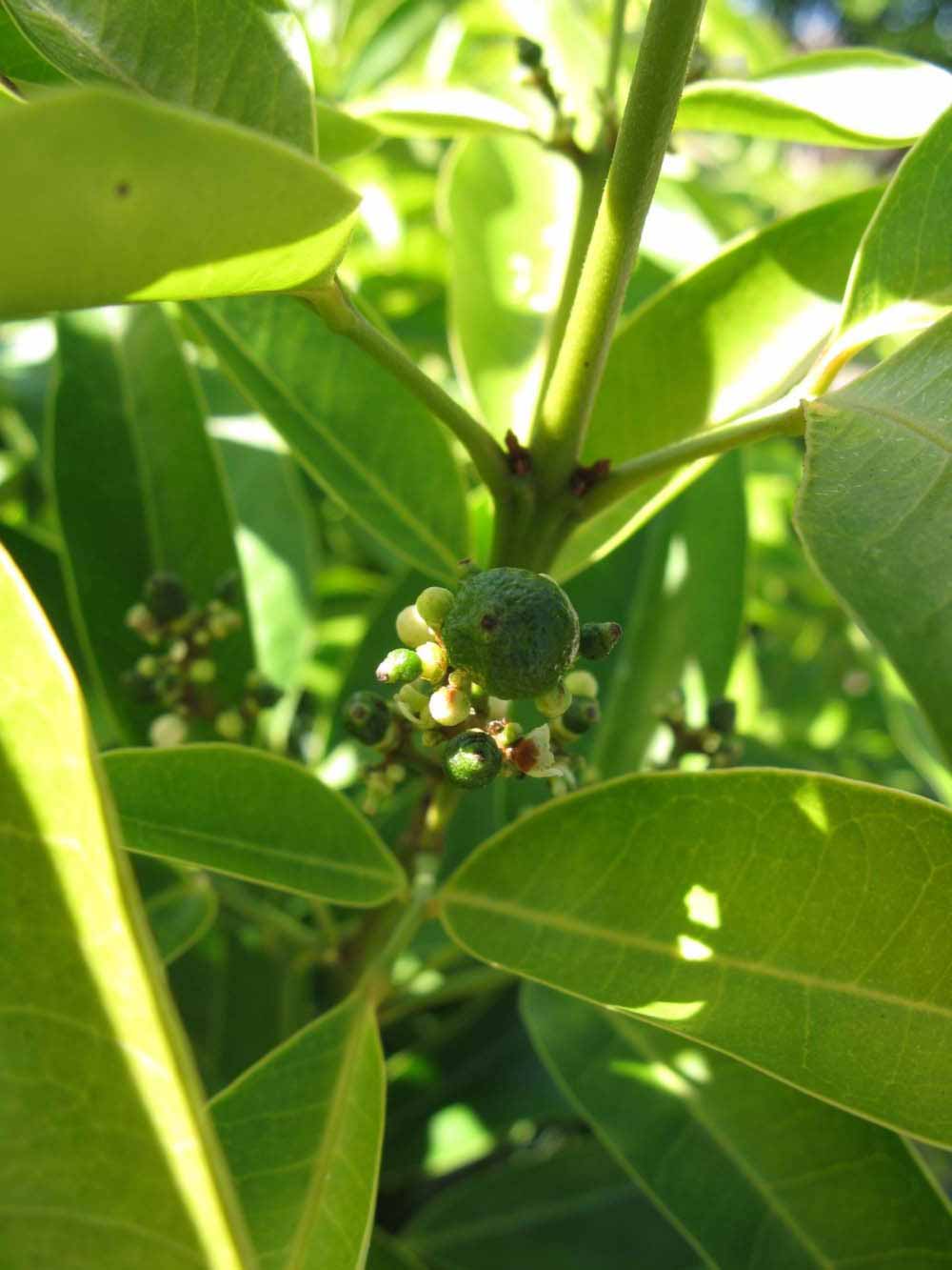            Shade leaves (Winter Haven, FL)   